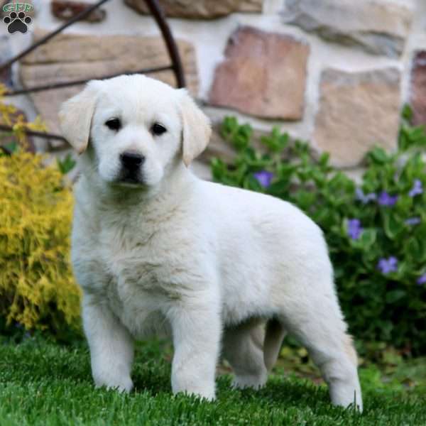 Truly, Golden Labrador Puppy