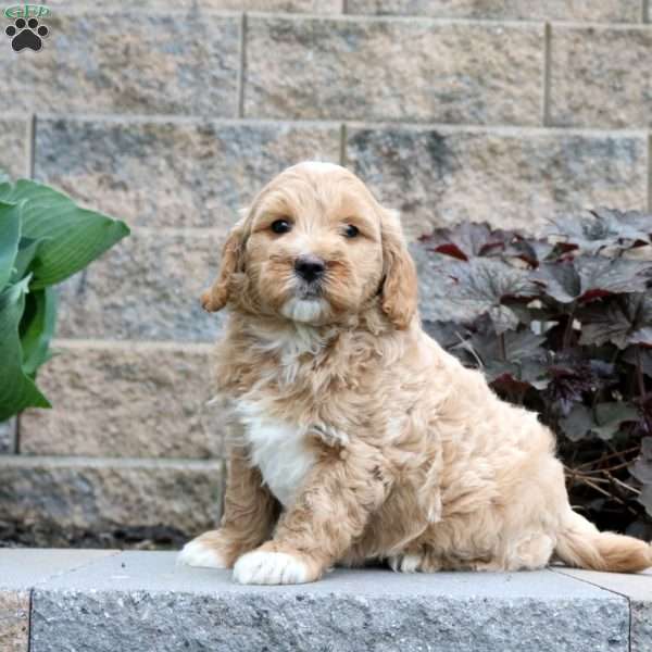 Tucker – F1B, Mini Goldendoodle Puppy
