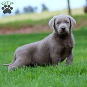 Tucker, Silver Labrador Retriever Puppy