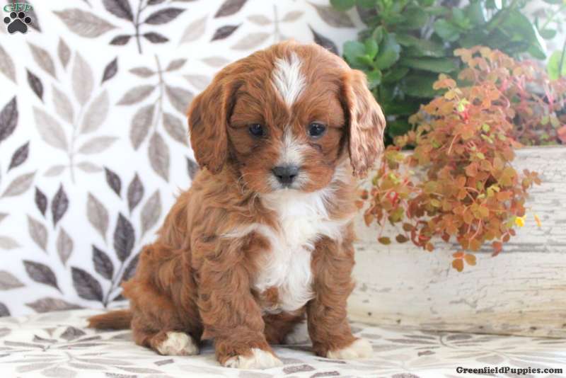 Tulsa Cavapoo Puppy For Sale in Pennsylvania Tulsa Cavapoo Puppy For Sale in Pennsylvania