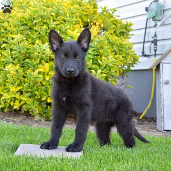 Twilight, German Shepherd Puppy