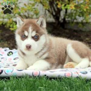 Ulysses, Siberian Husky Puppy