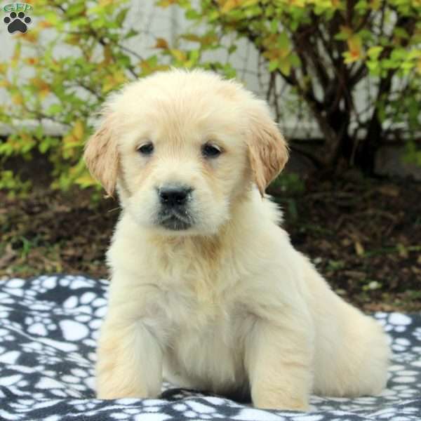 Vance, Golden Retriever Puppy