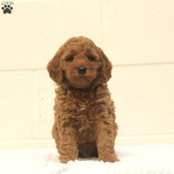 Vance, Mini Goldendoodle Puppy