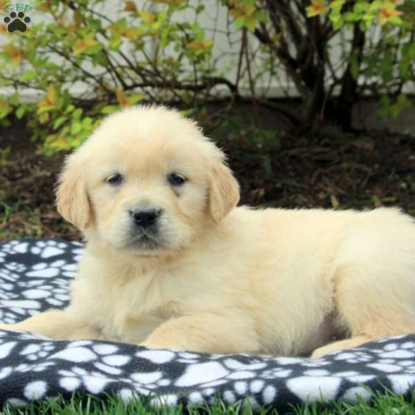 Vaughn, Golden Retriever Puppy