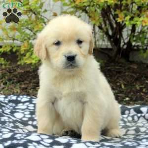 Vaughn, Golden Retriever Puppy
