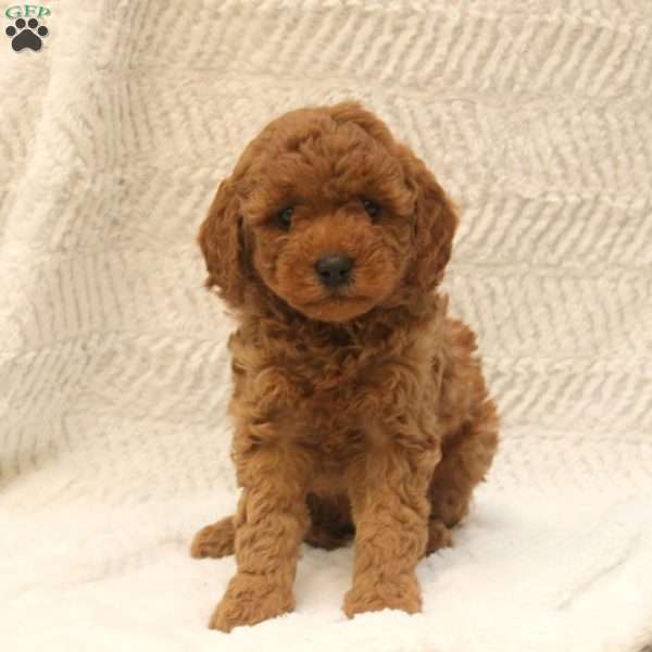 Vera, Mini Goldendoodle Puppy