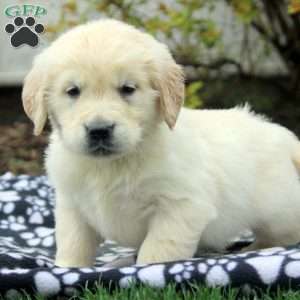 Vernon, Golden Retriever Puppy