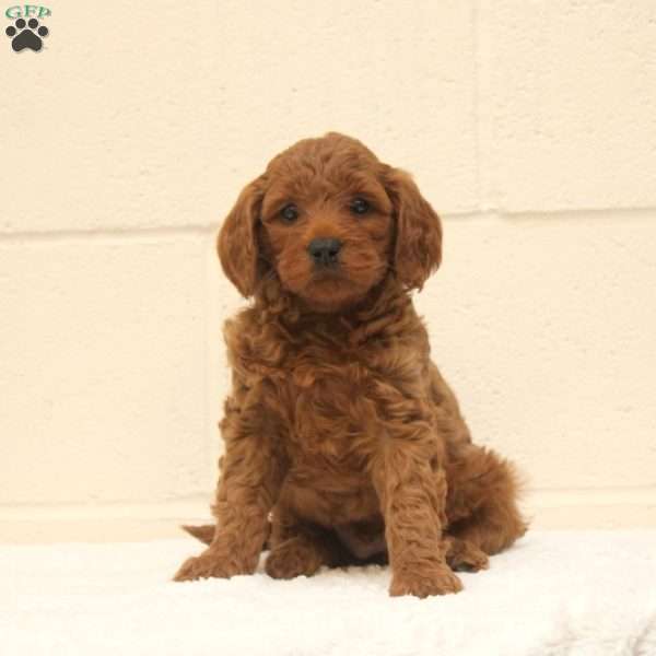 Victor, Mini Goldendoodle Puppy