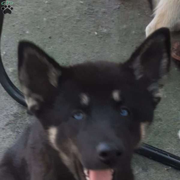 Blue, Pomsky Puppy