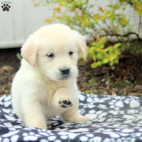 Virgil, Golden Retriever Puppy