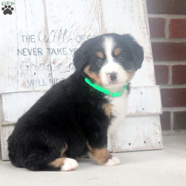 Virgil, Bernese Mountain Dog Puppy