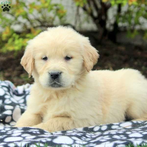 Vito, Golden Retriever Puppy