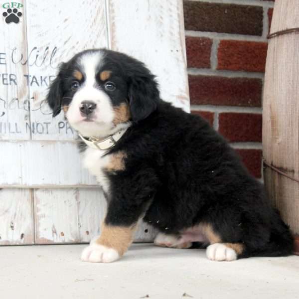 Vito, Bernese Mountain Dog Puppy