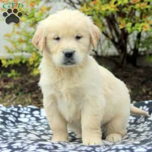 Vito, Golden Retriever Puppy