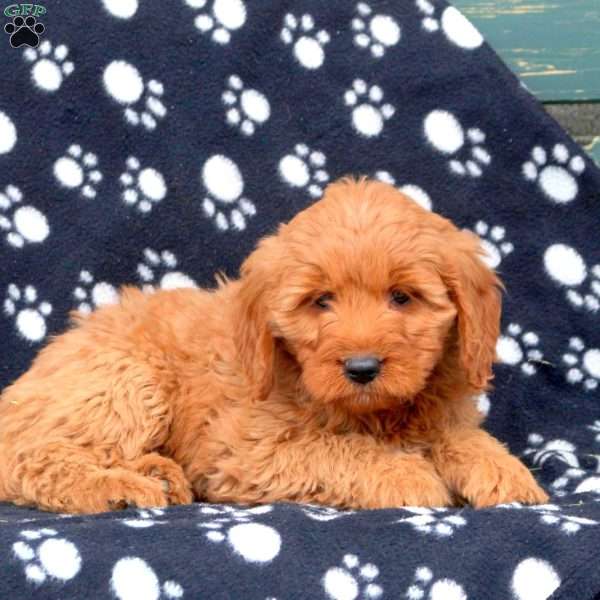 Wade, Mini Goldendoodle Puppy