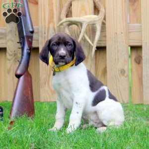 Wade, German Shorthaired Pointer Puppy