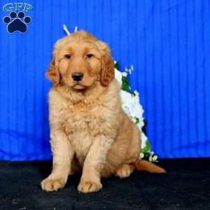 Watson, Golden Retriever Puppy