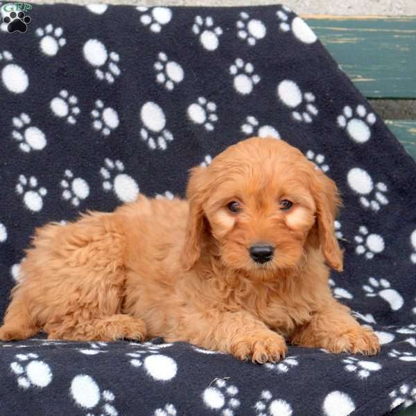 Wendy, Mini Goldendoodle Puppy
