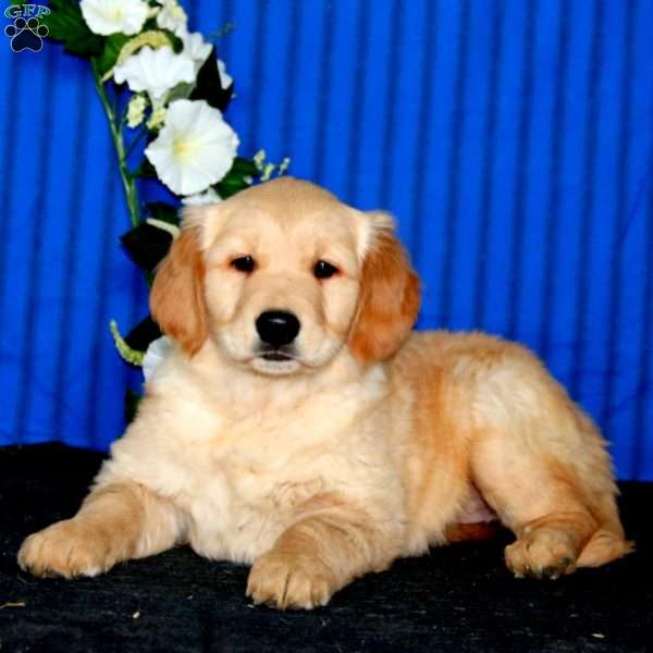 Wendy, Golden Retriever Puppy