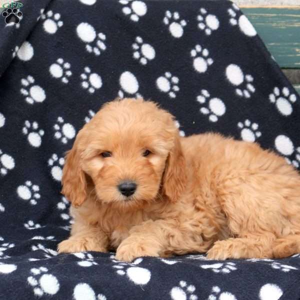 Wesley, Mini Goldendoodle Puppy