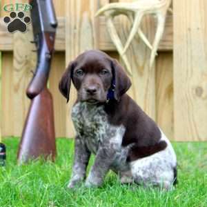 Wesley, German Shorthaired Pointer Puppy