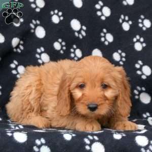Wiggles, Mini Goldendoodle Puppy