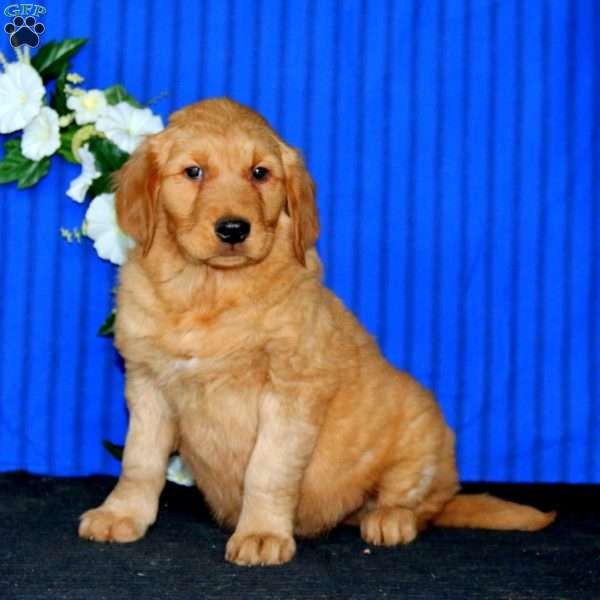 Will, Golden Retriever Puppy