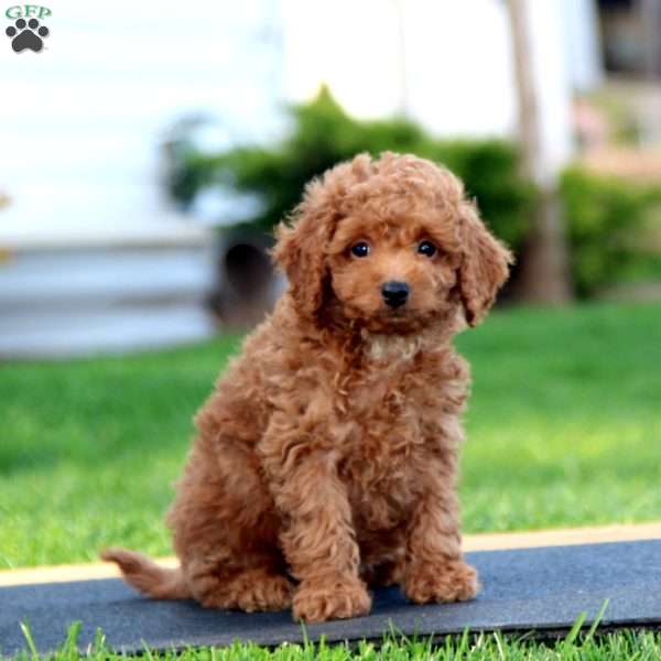 Will, Cavapoo Puppy