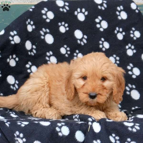 Winnie, Mini Goldendoodle Puppy