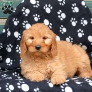 Winona, Mini Goldendoodle Puppy