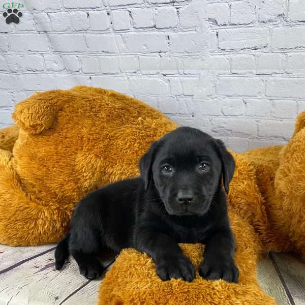 Tizzy, Black Labrador Retriever Puppy