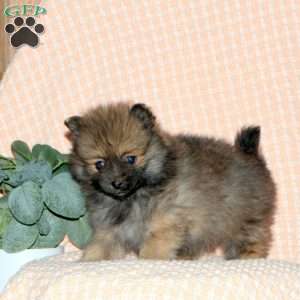 Zachary, Pomeranian Puppy