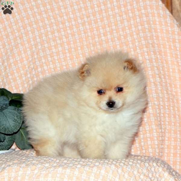Zander, Pomeranian Puppy