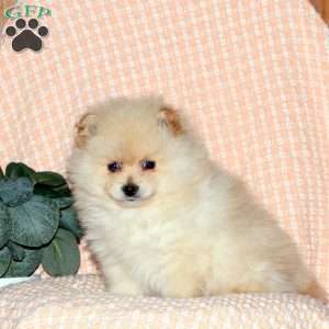 Zander, Pomeranian Puppy