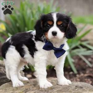 Zeke, Cavalier King Charles Spaniel Puppy