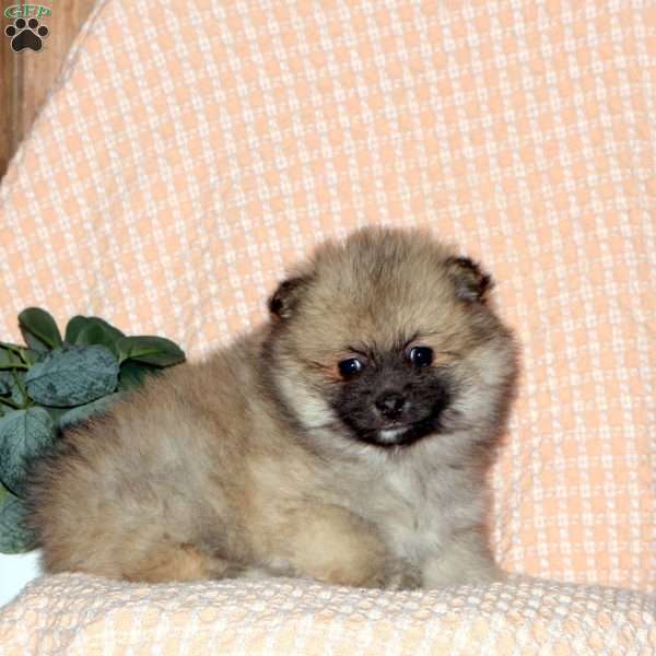 Zeke, Pomeranian Puppy