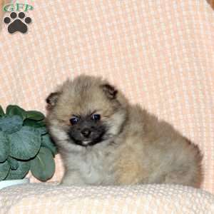 Zeke, Pomeranian Puppy