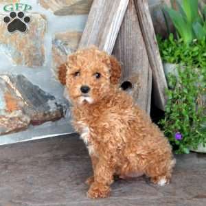 Zeke, Miniature Poodle Puppy