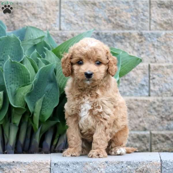 Zeke – F1B, Mini Goldendoodle Puppy