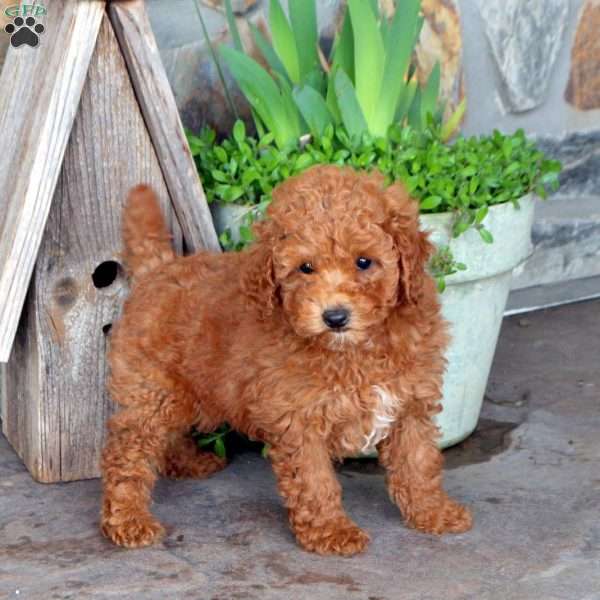 Zia, Miniature Poodle Puppy