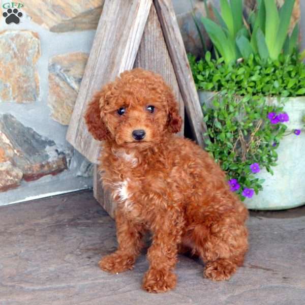 Zoe, Miniature Poodle Puppy