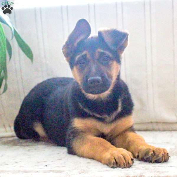Zoe, German Shepherd Puppy