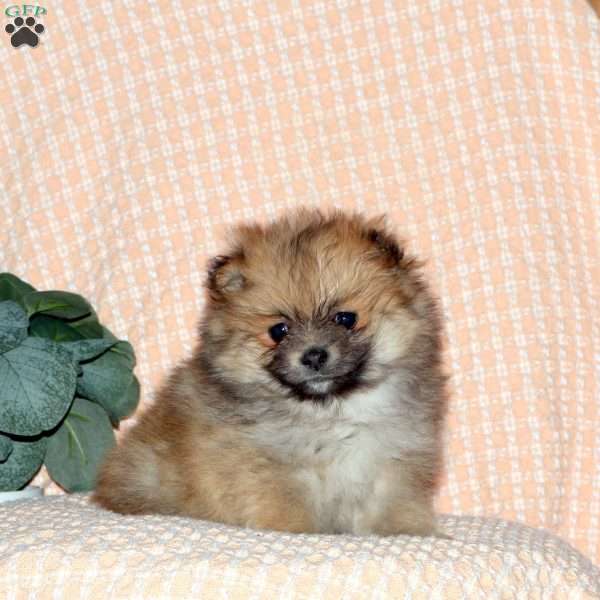 Zoey, Pomeranian Puppy
