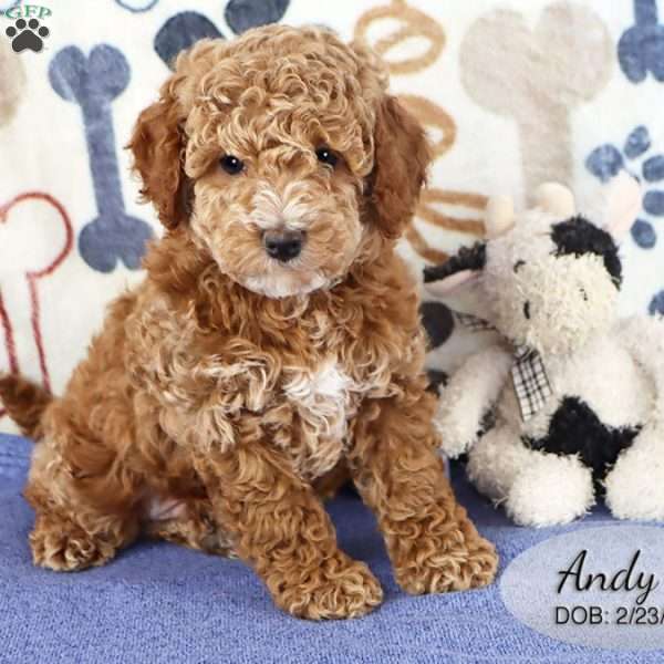 Andy, Cockapoo Puppy