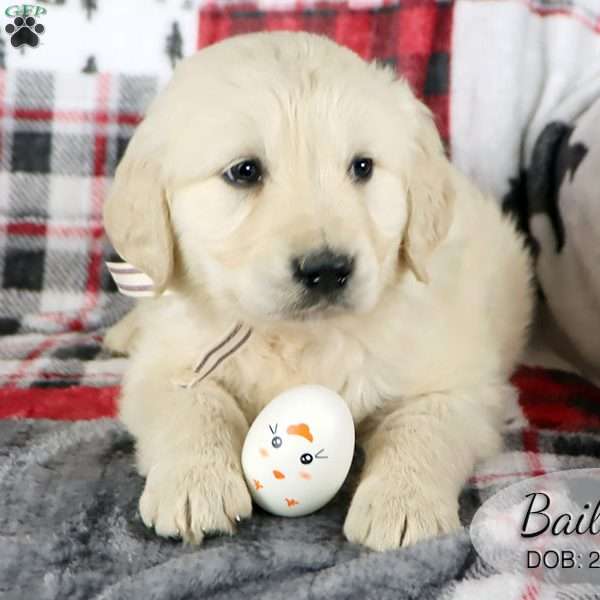 Bailey, Golden Retriever Puppy