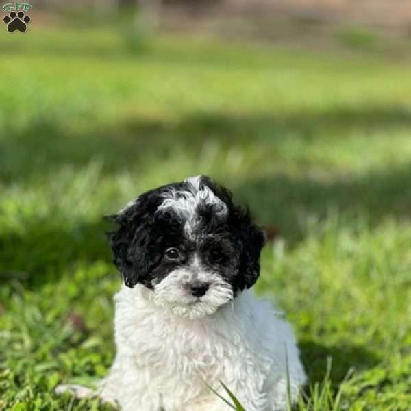 Tillie, Cavapoo Puppy