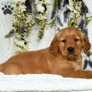 Bentley, Golden Retriever Puppy