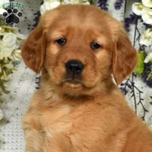 Bentley, Golden Retriever Puppy