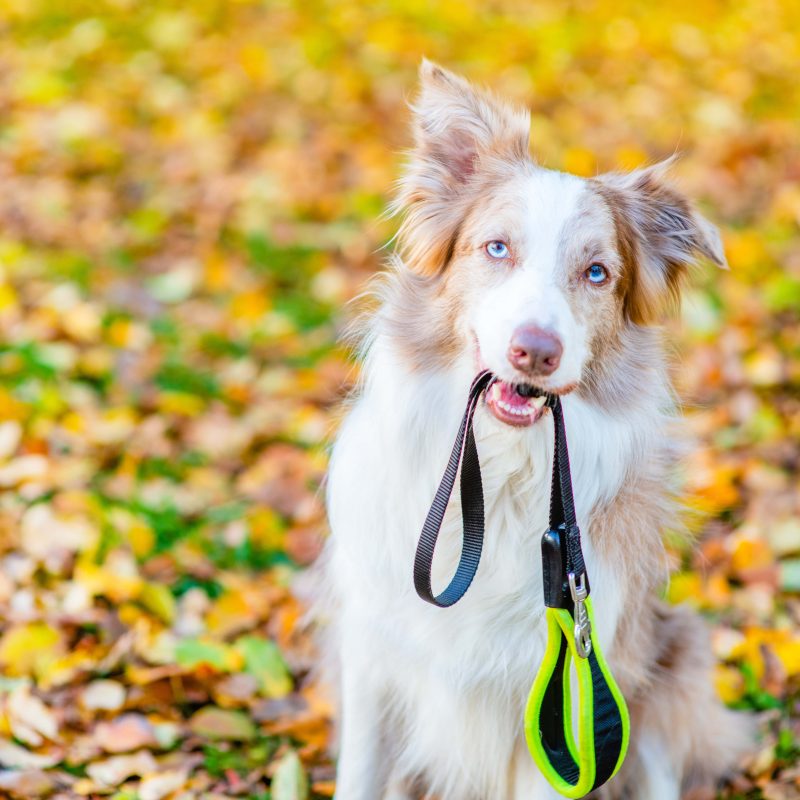 How to Prepare Your Dog For a Dog Walker - Greenfield Puppies